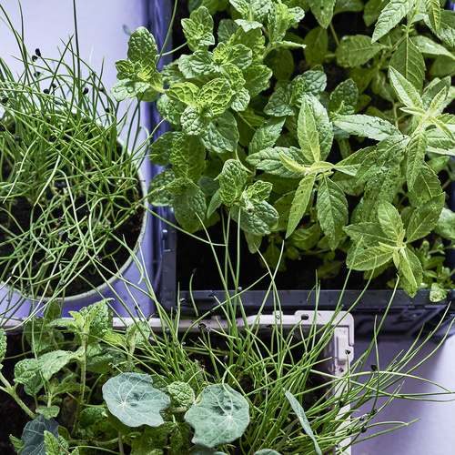 Image of Allium tuberosum