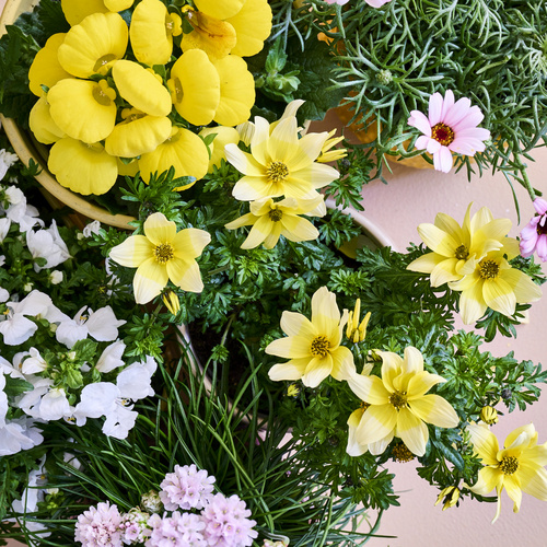 Image of Armeria maritima