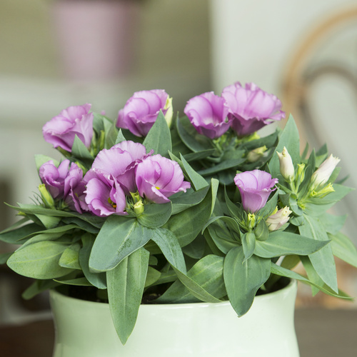 20140528Y61A1597 Image of Eustoma grandiflorum