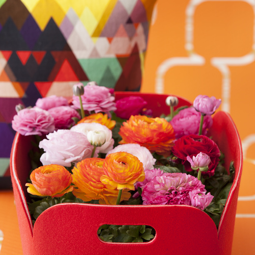 Colourful Spirit Ranunculus Ranunculus Ranunculaceae (13174)