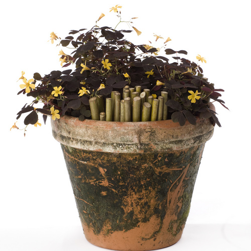 Image of Oxalis spiralis