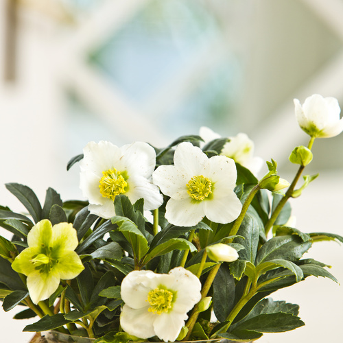 Image of Helleborus hybrid