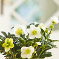 Image of Helleborus hybrid