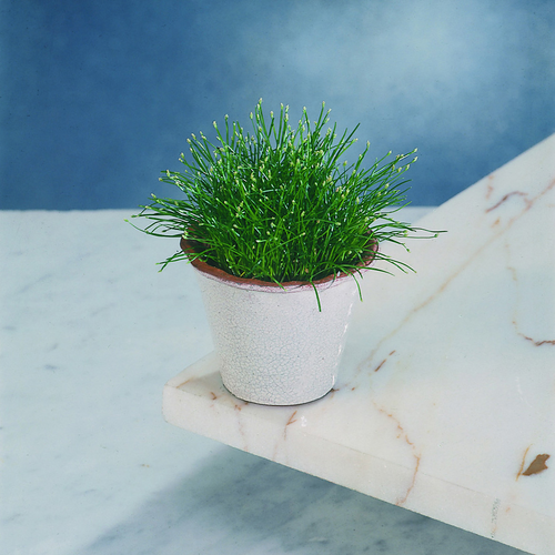 Image of Eleocharis acicularis