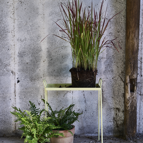 Image of Imperata cylindrica