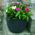 Image of Catharanthus roseus