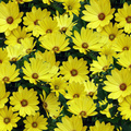 Image of Osteospermum hybrid