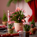 Image of Schlumbergera hybrid