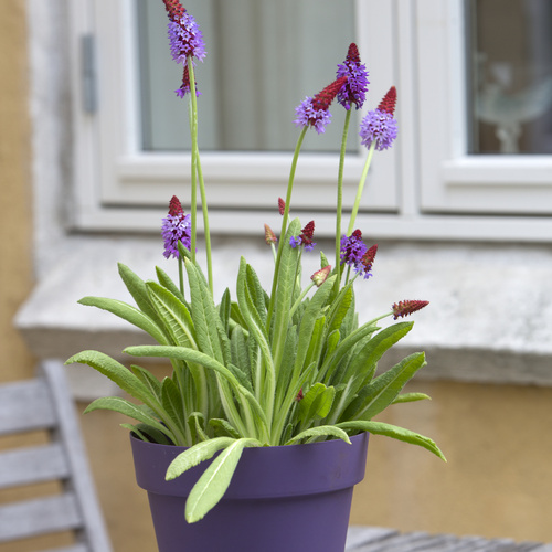 20140605Y61A2720 Image of Primula vialii
