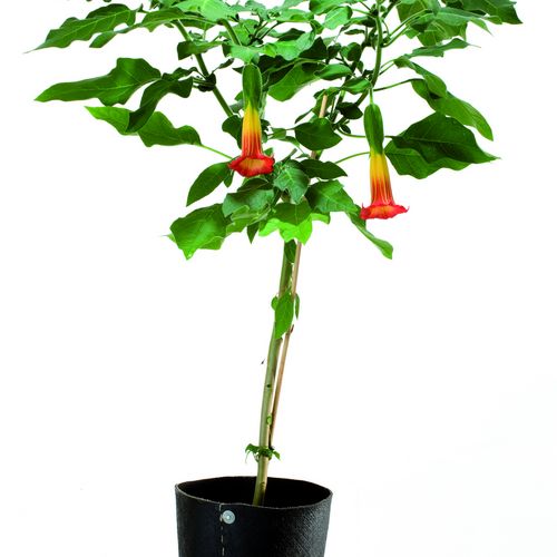 Image of Brugmansia sanguinea