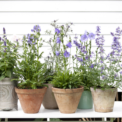 Image of Agastache hybrid