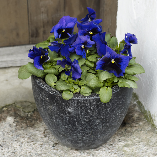 Viola Violaceae (15308)