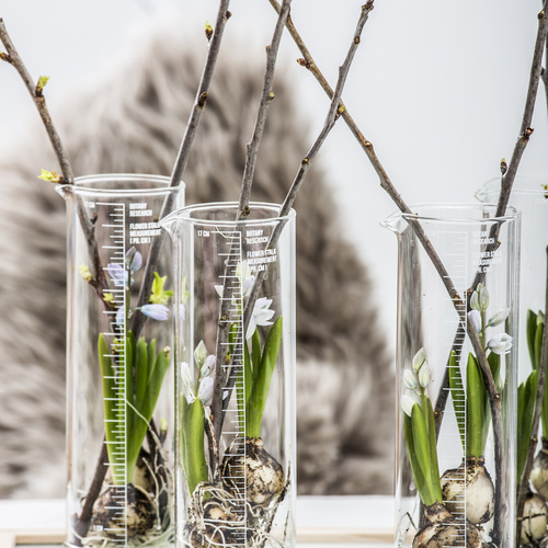 Scilla Hyacinthaceae (14512)