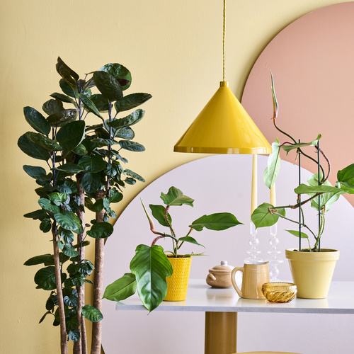 Philodendron Araceae (441247)