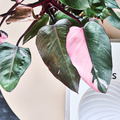 Image of Philodendron pink_princess