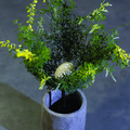 Image of Cytisus maderensis