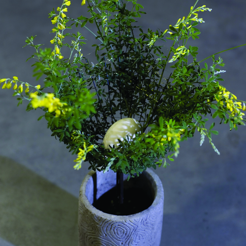 handelspladsen marts 2007 cytisus Cytisus Leguminosae (8605)