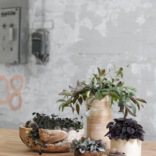 Image of Aeschynanthus marmoratus