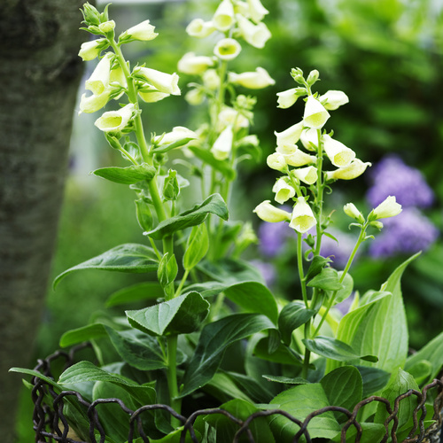 Digitalis Scrophulariaceae (8743)