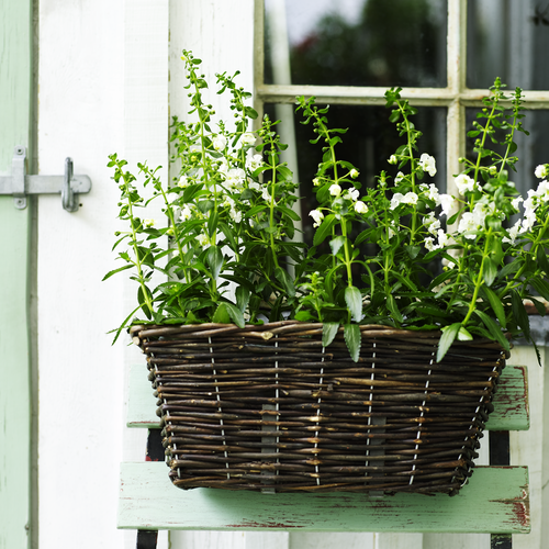 Angelonia Schropulariaceae (6483)