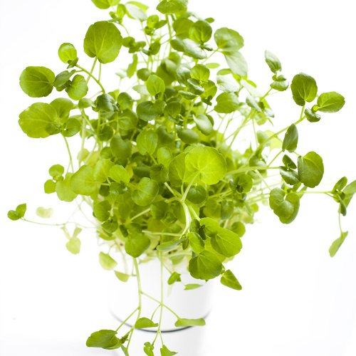 Image of Nasturtium officinale