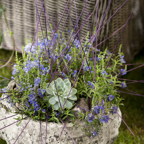 Image of Clerodendrum ugandense