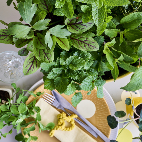 Krydderurter ukendt (441241)