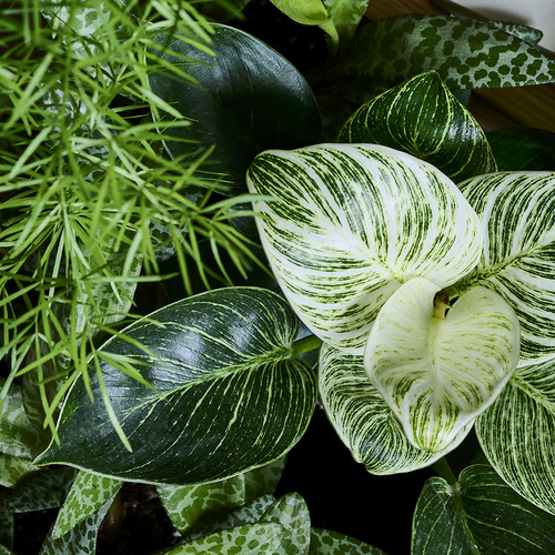 Asparagus Liliaceae (394438)