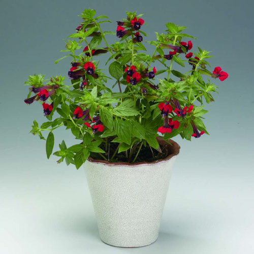 Image of Cuphea llavea