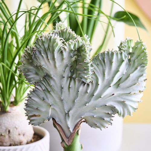Euphorbia Euphorbiaceae (441243)