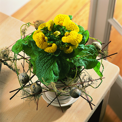 Calceolaria Scrophulariaceae (7302)