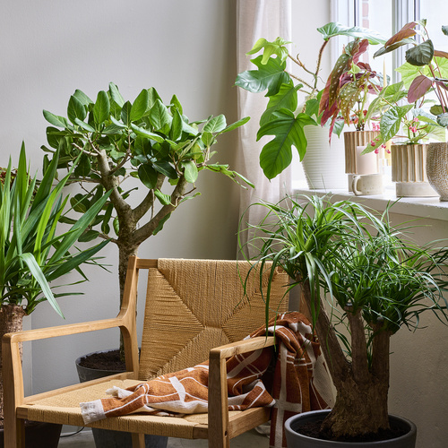 Image of Begonia albopicta