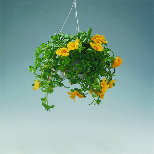 906-portulaca-gra Image of Portulaca grandiflora