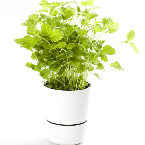 Image of Melissa officinalis