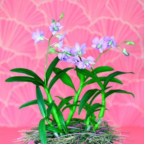 fd45 dendrobium Dendrobium Orchidaceae (8679)