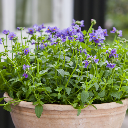 Image of Nemesia hybrid