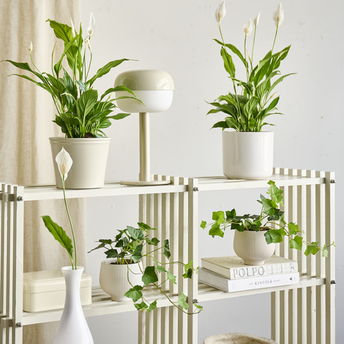 Spathiphyllum Araceae (442436)