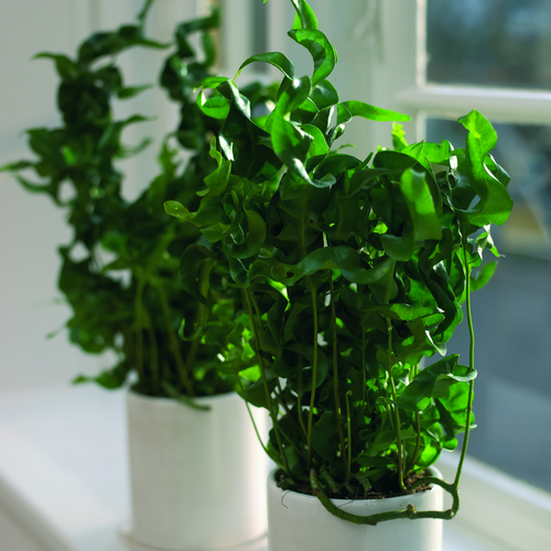 bolia28 Microsorum Polypodiaceae (11645)