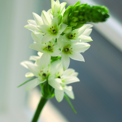 Image of Ornithogalum thyrsoides