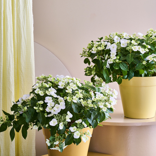 Hydrangea Saxifragaceae (441227)