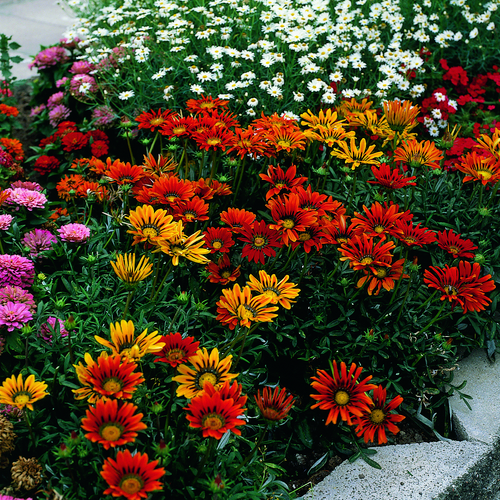 Image of Gazania hybrid