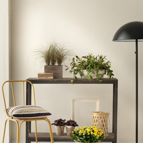 Kalanchoe_Peperomia_Carex_Aeschynanthus_200312 0055 Aeschynanthus Gesneriaceae (6331)