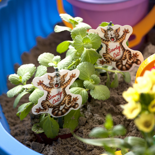 Image of Plectranthus caninus