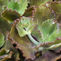 Image of Echeveria crenulata