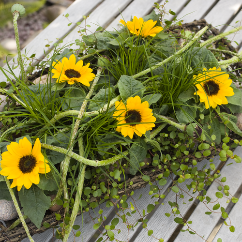 Solsikker havepynt Helianthus Compositae (10041)