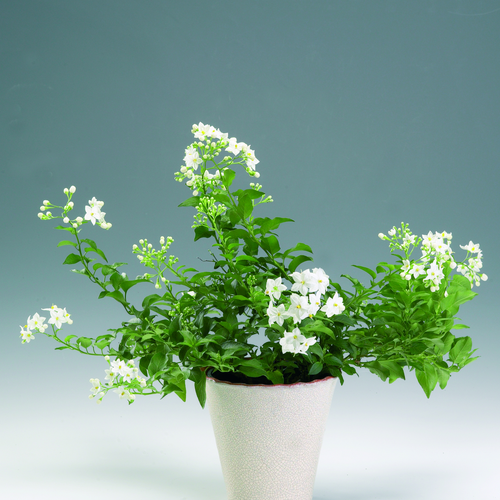 solanum jasminoides Solanum Solanaceae (14780)