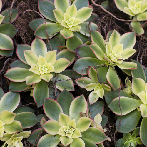 Image of Aeonium decorum