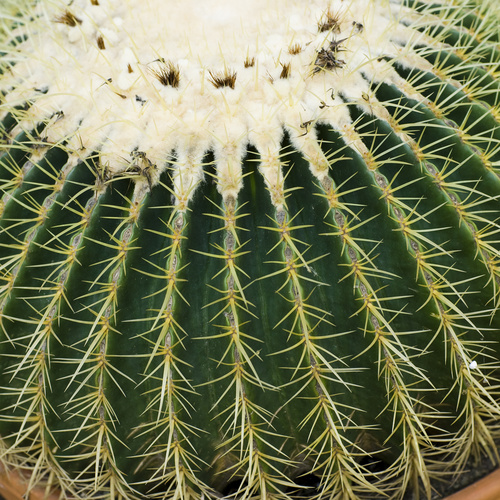 Image of Echinocactus grusonii