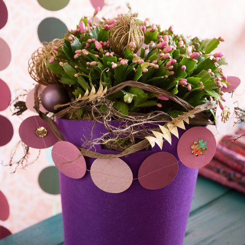 Image of Schlumbergera hybrid