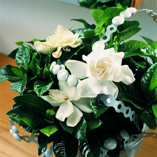 Image of Gardenia jasminoides